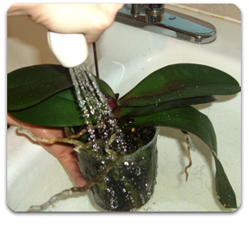 como cultivar orquídeas